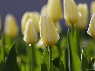 Обои цветы, утро, роса, капли, весна, тюльпаны, тюльпан, flowers, morning, rosa, drops, spring, tulips, tulip разрешение 2048x1365 Загрузить