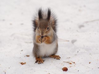 Обои снег, зима, белка, белочка, anna verdina, snow, winter, protein, squirrel разрешение 3468x2580 Загрузить