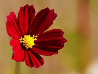 Обои макро, фон, цветок, лепестки, красный, космея, цветком, macro, background, flower, petals, red, kosmeya разрешение 2021x1225 Загрузить