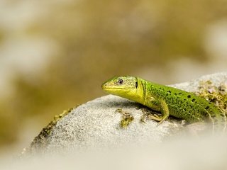 Обои природа, фон, ящерица, nature, background, lizard разрешение 2560x1633 Загрузить