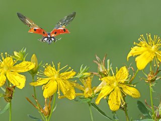Обои цветы, зверобой, макро, насекомое, полет, крылья, божья коровка, желтые, желтые цветы, flowers, st. john's wort, macro, insect, flight, wings, ladybug, yellow, yellow flowers разрешение 1920x1080 Загрузить