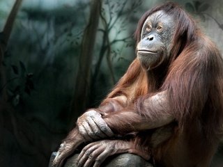 Обои природа, обезьяна, примат, орангутанг, орангутан, nature, monkey, the primacy of, orangutan разрешение 2560x1600 Загрузить