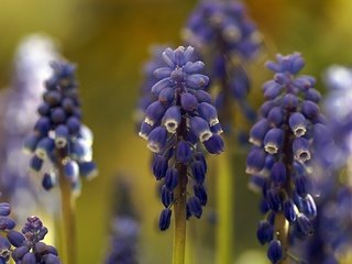 Обои цветы, макро, мускари, flowers, macro, muscari разрешение 2048x1363 Загрузить