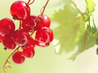 Обои листья, красная, ягоды, плоды, красная смородина, смородина, leaves, red, berries, fruit, red currant, currants разрешение 1920x1280 Загрузить
