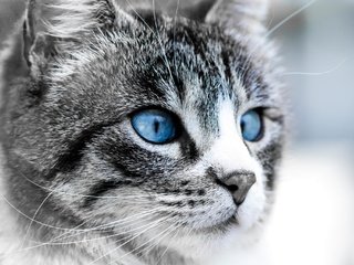 Обои глаза, морда, кошка, луна, синие, eyes, face, cat, the moon, blue разрешение 2048x1365 Загрузить
