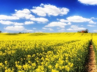 Обои небо, рапс, цветы, облака, природа, пейзаж, поле, тропинка, дом, the sky, rape, flowers, clouds, nature, landscape, field, path, house разрешение 2048x1365 Загрузить