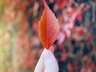 Обои рука, листок, осень, красный, лист, пальцы, hand, leaf, autumn, red, sheet, fingers разрешение 3872x2592 Загрузить