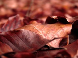 Обои природа, листья, макро, осень, сухие, осенние, nature, leaves, macro, autumn, dry разрешение 2560x1600 Загрузить