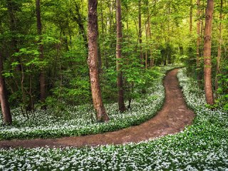 Обои дорога, цветы, деревья, лес, road, flowers, trees, forest разрешение 1920x1080 Загрузить