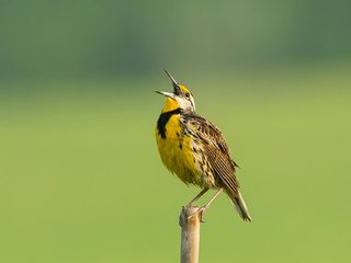 Обои цвет, птица, клюв, перья, столбик, color, bird, beak, feathers, column разрешение 1920x1279 Загрузить