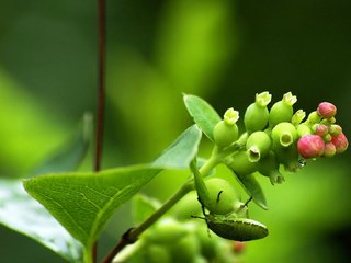 Обои зелёный, жук, макро, насекомое, цветок, растение, green, beetle, macro, insect, flower, plant разрешение 1920x1080 Загрузить