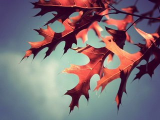 Обои природа, листья, макро, осень, nature, leaves, macro, autumn разрешение 2590x1693 Загрузить