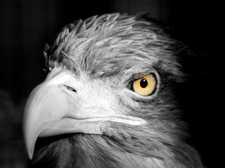 Обои фон, взгляд, хищник, птица, клюв, перья, голова, background, look, predator, bird, beak, feathers, head разрешение 2048x1363 Загрузить
