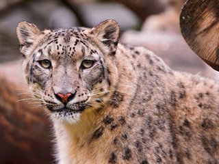 Обои снежный барс, ирбис, дикая кошка, snow leopard, irbis, wild cat разрешение 3739x2493 Загрузить