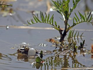 Обои глаза, болото, лягушка, воздух, мешки, жаба, плывет, eyes, swamp, frog, the air, bags, toad, floats разрешение 1920x1200 Загрузить