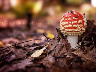 Обои природа, лес, листья, осень, гриб, мухомор, nature, forest, leaves, autumn, mushroom разрешение 1920x1080 Загрузить