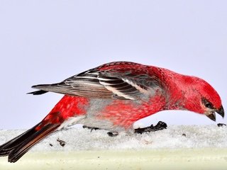 Обои снег, природа, птица, pine grosbeak, дубонос, snow, nature, bird, grosbeak разрешение 3393x2214 Загрузить