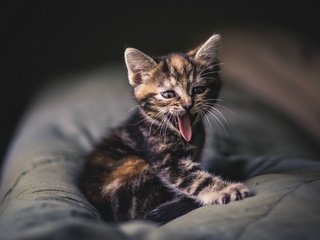 Обои кошка, котенок, язык, подушка, зевота, высунутый, cat, kitty, language, pillow, yawning, protruding разрешение 1920x1200 Загрузить