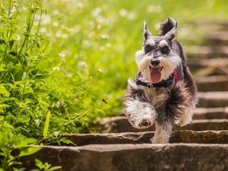 Обои трава, лестница, собака, цвергшнауцер, grass, ladder, dog, the miniature schnauzer разрешение 1920x1080 Загрузить