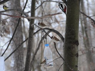 Обои дерево, птицы, воробей, синица, дятел, кормушка, tree, birds, sparrow, tit, woodpecker, feeder разрешение 3976x2832 Загрузить