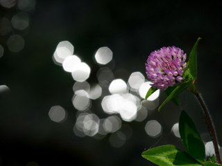 Обои природа, клевер, макро, цветок, nature, clover, macro, flower разрешение 2560x1600 Загрузить