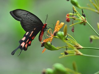 Обои цветы, насекомое, бабочка, крылья, растение, flowers, insect, butterfly, wings, plant разрешение 2048x1363 Загрузить