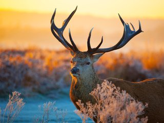 Обои растения, олень, закат, иней, рога, plants, deer, sunset, frost, horns разрешение 5616x3744 Загрузить