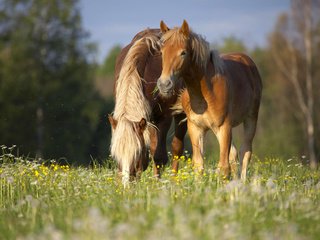 Обои цветы, луг, пара, лошади, кони, полевые цветы, flowers, meadow, pair, horse, horses, wildflowers разрешение 4368x2904 Загрузить