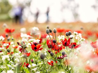 Обои цветы, природа, поле, маки, луг, flowers, nature, field, maki, meadow разрешение 2048x1365 Загрузить