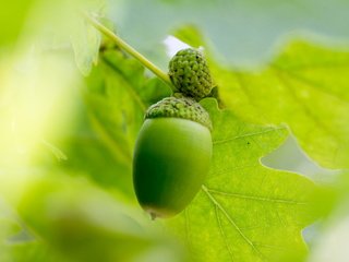 Обои листья, лето, размытость, плоды, дуб, желудь, leaves, summer, blur, fruit, oak, acorn разрешение 2560x1707 Загрузить