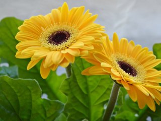 Обои цветы, листья, лепестки, желтые, герберы, flowers, leaves, petals, yellow, gerbera разрешение 2048x1362 Загрузить