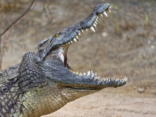 Обои зубы, крокодил, пасть, рептилия, © tambako jaguar, teeth, crocodile, mouth, reptile, © tambako the jaguar разрешение 2876x1800 Загрузить