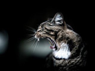 Обои кот, мордочка, кошка, профиль, уши, зевает, cat, muzzle, profile, ears, yawns разрешение 2048x1365 Загрузить