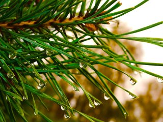 Обои природа, сосна, елка, зелень, хвоя, макро, капли, ель, дождь, nature, pine, tree, greens, needles, macro, drops, spruce, rain разрешение 3098x2065 Загрузить