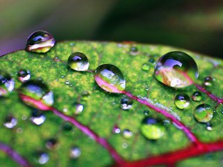 Обои природа, роса, капли, лист, прожилки, капли воды, крупным планом, nature, rosa, drops, sheet, veins, water drops, closeup разрешение 1920x1200 Загрузить