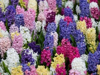 Обои разноцветный, ковер, яркий, гиацинты, colorful, carpet, bright, hyacinths разрешение 2600x1661 Загрузить