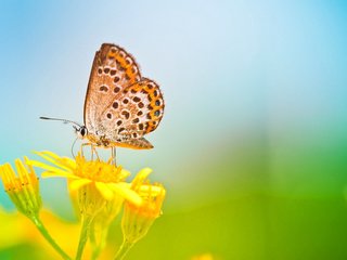 Обои цветы, природа, макро, насекомое, бабочка, крылья, flowers, nature, macro, insect, butterfly, wings разрешение 1920x1200 Загрузить