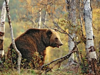 Обои деревья, лес, осень, медведь, бурый медведь, trees, forest, autumn, bear, brown bear разрешение 1920x1080 Загрузить