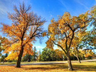 Обои деревья, пейзаж, парк, осень, trees, landscape, park, autumn разрешение 2560x1700 Загрузить