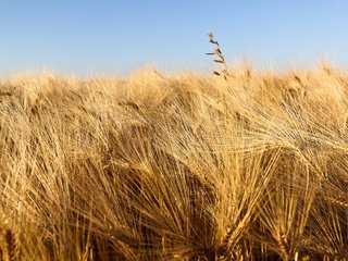 Обои небо, природа, макро, поле, колосья, пшеница, урожай, the sky, nature, macro, field, ears, wheat, harvest разрешение 2560x1600 Загрузить