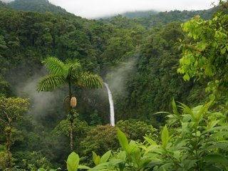 Обои природа, зелень, водопад, пальмы, тропики, джунгли, заповедник, тропический лес, nature, greens, waterfall, palm trees, tropics, jungle, reserve, rainforest разрешение 1920x1440 Загрузить