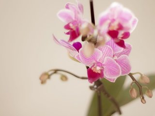 Обои цветы, ветка, лепестки, розовый, орхидея, орхидеи, flowers, branch, petals, pink, orchid, orchids разрешение 2048x1365 Загрузить