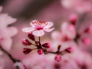 Обои цветы, весна, ветка, природа, дерево, цветение, макро, фон, ветки, flowers, spring, branch, nature, tree, flowering, macro, background, branches разрешение 2048x1169 Загрузить