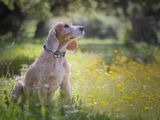 Обои цветы, трава, мордочка, взгляд, собака, сидит, flowers, grass, muzzle, look, dog, sitting разрешение 2560x1600 Загрузить