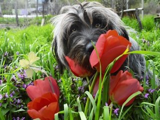 Обои цветы, трава, мордочка, взгляд, собака, весна, тюльпаны, flowers, grass, muzzle, look, dog, spring, tulips разрешение 2880x1915 Загрузить