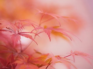 Обои природа, листья, макро, осень, размытость, клен, nature, leaves, macro, autumn, blur, maple разрешение 2048x1294 Загрузить