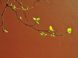 Обои ветка, природа, листья, стена, весна, береза, branch, nature, leaves, wall, spring, birch разрешение 2048x1365 Загрузить