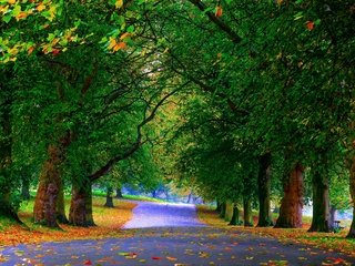 Обои деревья, зелень, листья, парк, осень, аллея, trees, greens, leaves, park, autumn, alley разрешение 4830x3168 Загрузить
