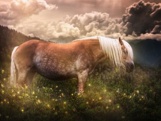 Обои цветы, лошадь, трава, природа, лето, луг, конь, flowers, horse, grass, nature, summer, meadow разрешение 2048x1363 Загрузить