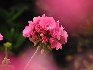 Обои цветок, фотограф, герань, джованни zacche, flower, photographer, geranium, giovanni zacche разрешение 2024x1347 Загрузить